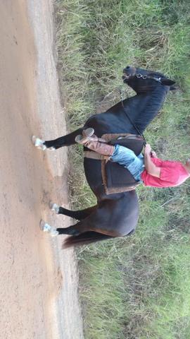 Vendo cavalo emciliado