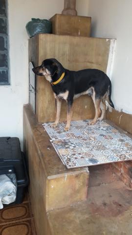 Adoção - Foto 3