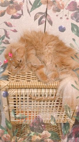 Gato persa - Foto 3