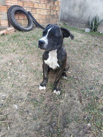 American Staffordshire Terrier - Foto 4