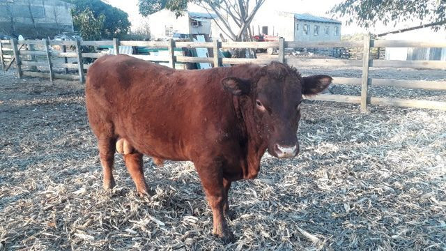 Touro Red Angus - Foto 5