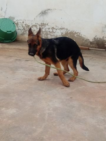 Cachorros - Foto 5
