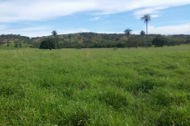 Linda fazenda de 33,4 ha,Jequitibá(Temos varias opções). - Foto 4