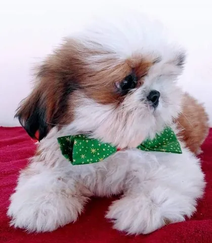 Shih-tzu Fêmeas por 1000 e machos a partir de 500