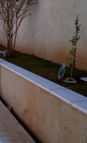 Pingadeira Reta com ferro direto da Fabrica.  - Foto 3