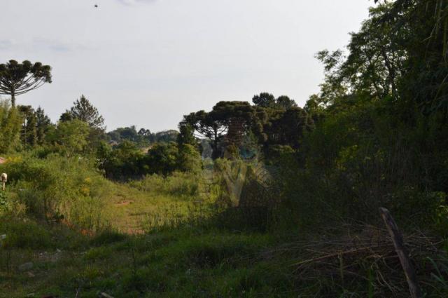 Terreno para alugar, 3100 m² por r$ 3.900/mês - santa felicidade - curitiba/pr - Foto 6