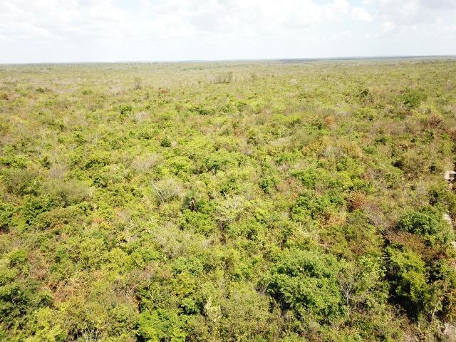 Oportunidade ! 4 mil hectares brutos de dupla aptidão, entre Codó e Caxias ! - Foto 6