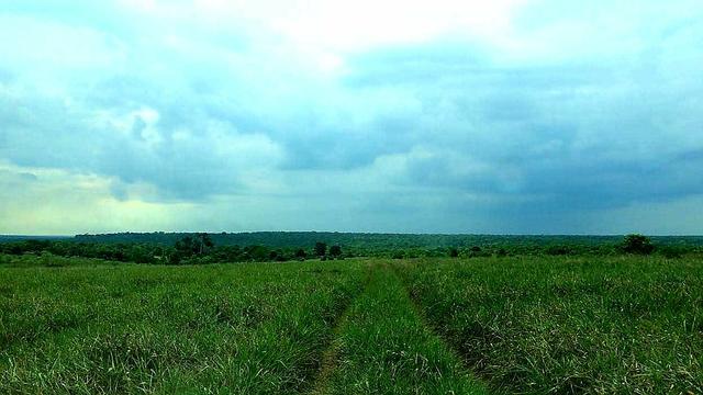Aarendamento rural, aluguel de pasto em Nova Mutum MT