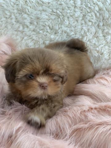 Os mais perfeitos shih tzus aqui na filhotes da Serra - Foto 6