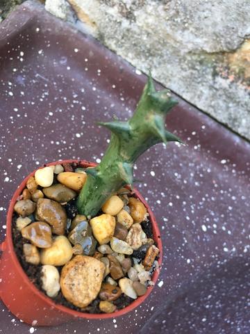 Vendo muda de cactos - Foto 2