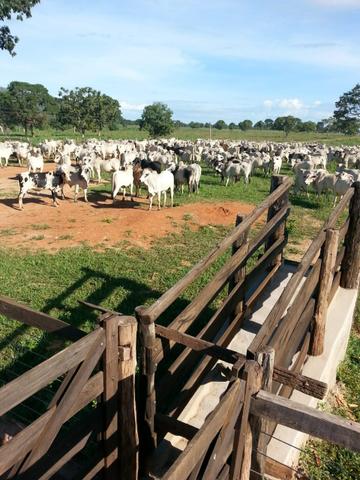 Fazenda 2.686 hectares em ARINOS MG - Foto 19