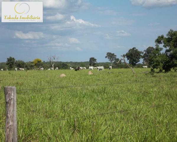 Sítio à venda em Zona rural, São joão d'aliança cod:FA00003 - Foto 5