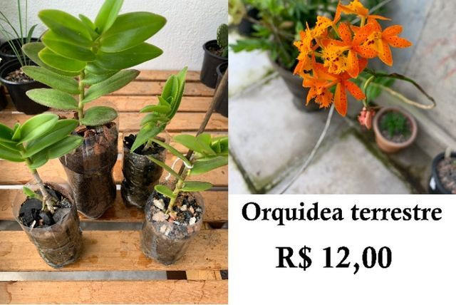 Orquidea terrestre - Garanhuns