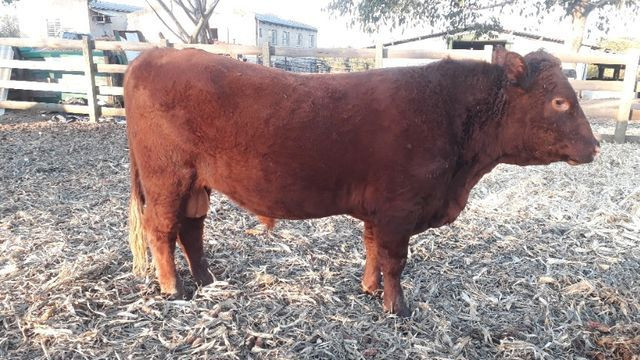 Touro Red Angus - Foto 4