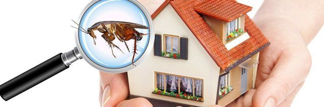 Dedetização e sanetização sem precisar sair de casa! - Foto 5