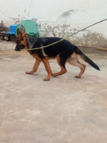 Cachorros - Foto 4