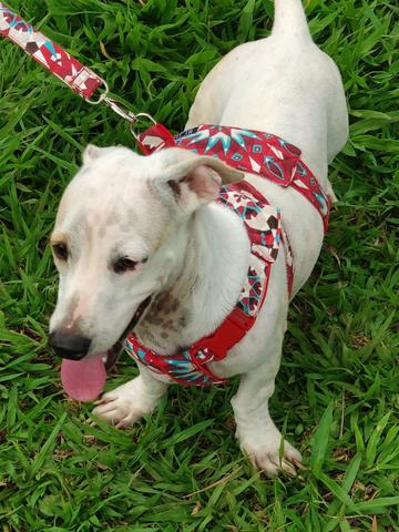 Doação de cachorrinhos de um aninho - Foto 4