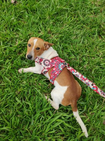 Doação de cachorrinhos de um aninho - Foto 6