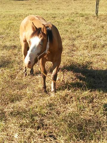 Vendo Cavalo - Foto 2