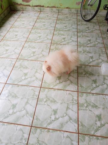 Spitz alemão anão disponível para cruza