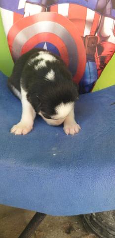 Bbs de Husky Siberiano - Foto 6