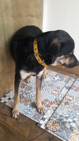 Adoção - Foto 5