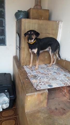 Adoção - Foto 4
