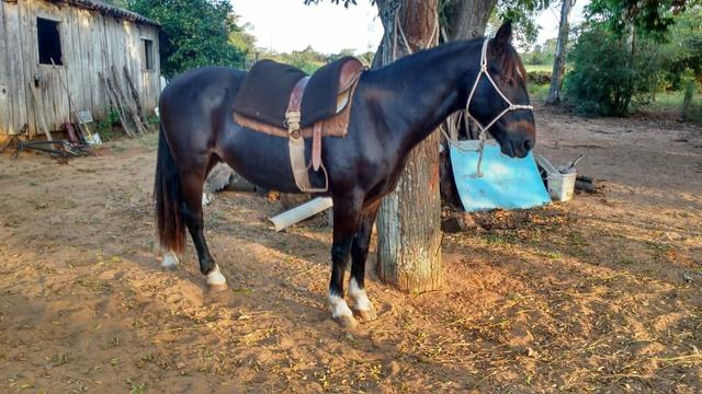 Vendo cavalo emciliado - Foto 3