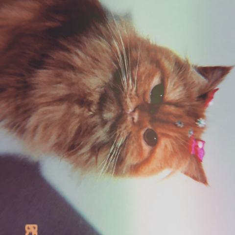 Gato persa - Foto 5