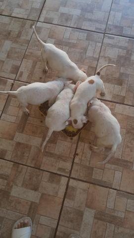 Filhote de Pitbull