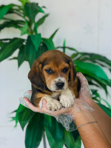 Beagle 13 polegadas, lojas abertas para voce levar seu amicão - Foto 2