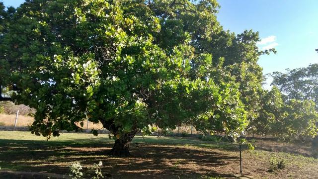 Vendo Fazenda em Missão Velha! - Foto 4