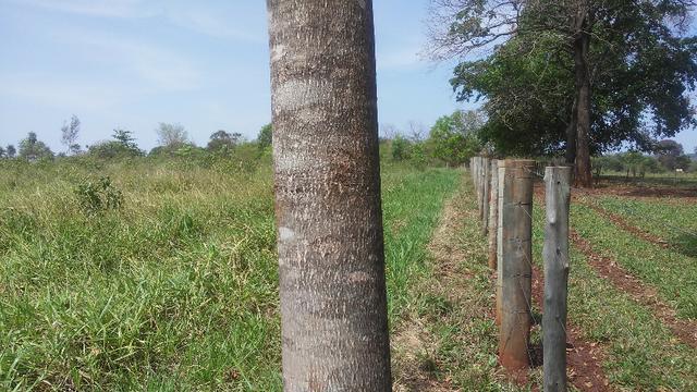 Terenos, MS linda chácara - até para morar - Foto 10