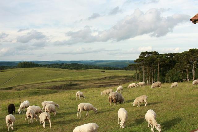 As Melhores áreas para pecuária e agricultura nos Campos de Cima da Serra - Foto 2