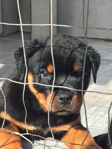 Filhotes machos Rottweiler - Foto 3