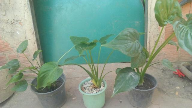 Venda - Foto 2