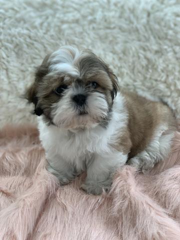 Os mais perfeitos shih tzus aqui na filhotes da Serra - Foto 4