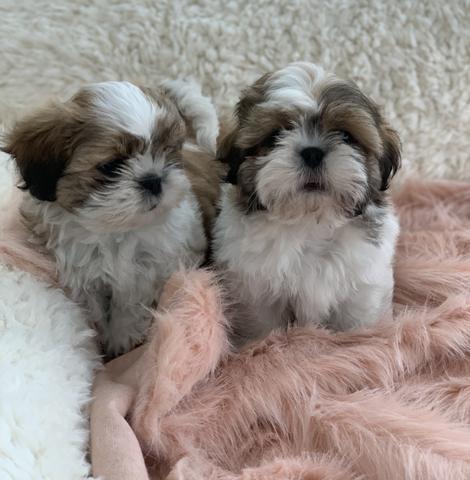 Os mais perfeitos shih tzus aqui na filhotes da Serra - Foto 2