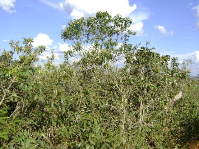 480 Alq.Tangará x Paraná, cerrado Tangará-MT - Foto 4