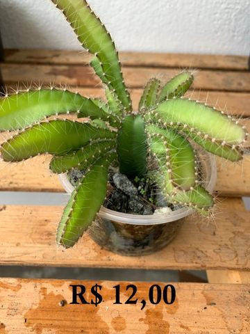 Mudas de cactos para cultivo - Garanhuns - Foto 6