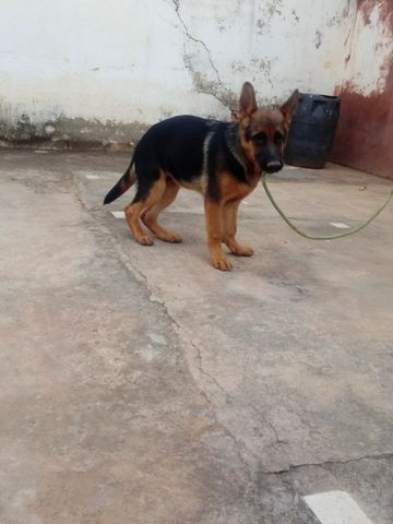 Cachorros - Foto 6