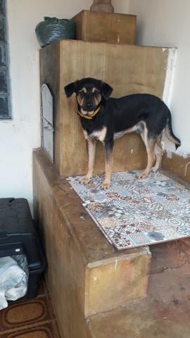 Adoção - Foto 6
