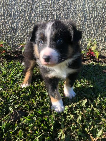 Border Collie - Foto 3