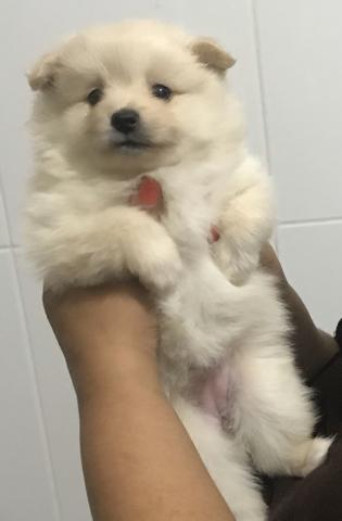Spitz alemão - Foto 2