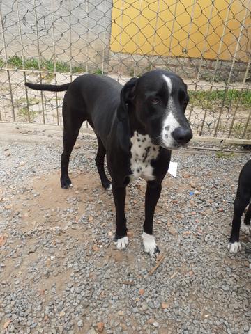 Doace cachorro porte grande - Foto 2