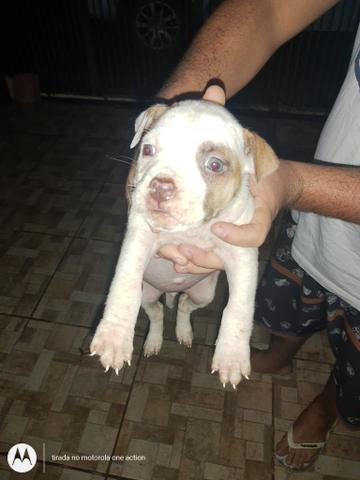 Filhote de Pitbull - Foto 2
