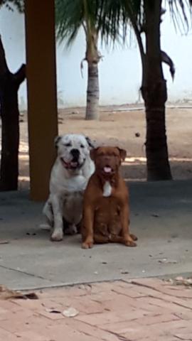 Buldogue Campeiro - Foto 5