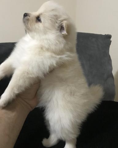 Spitz alemão - Foto 3