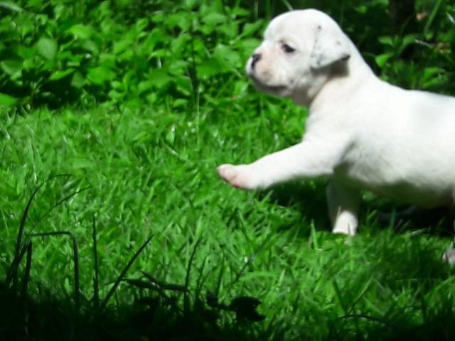 Buldogue Campeiro