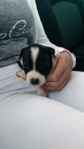 Filhote pitbull - Foto 4